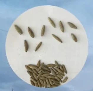 Hz. Üzeyir Peygamber (A.S.) Merkebinin Arpası